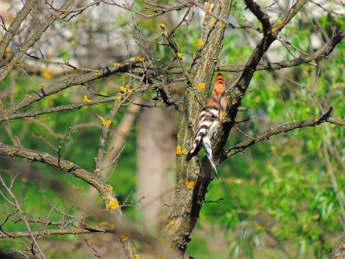 hoopoe bird fauna