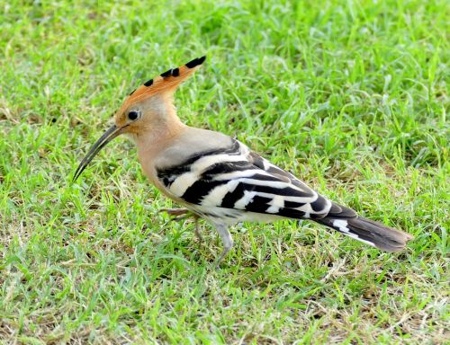 hoopoe bird species