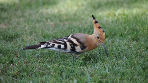 hoopoe bird summer