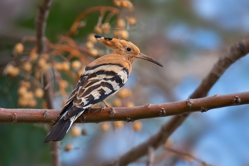 hoopoe  winter  bird