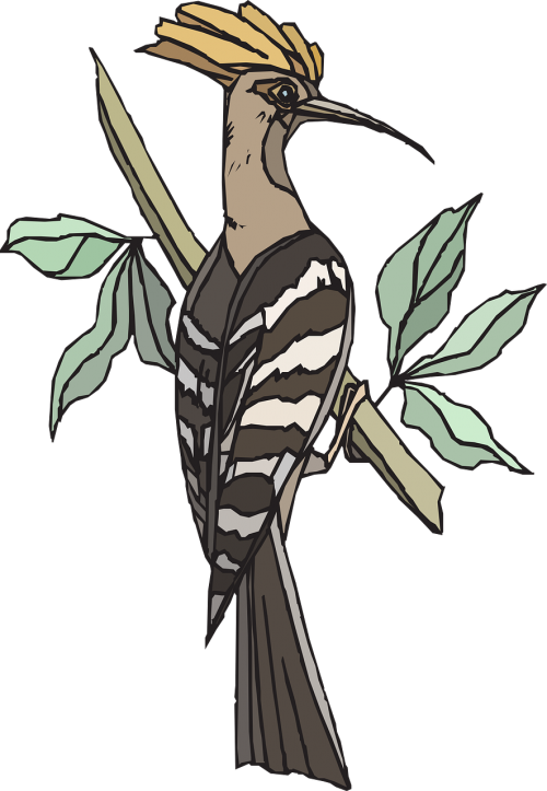 hoopoe tree bird