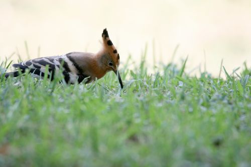 Hoopoe Bird On Grass