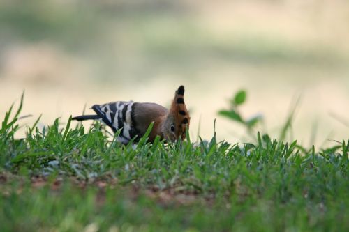 Hoopoe Bird Pecking