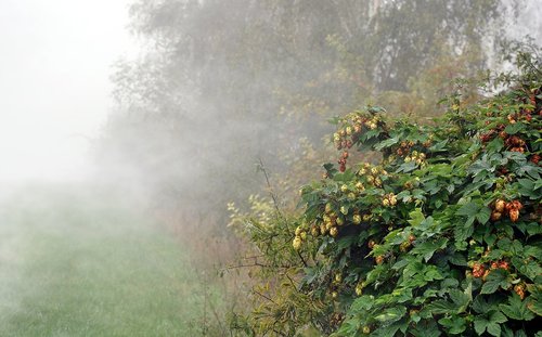 hop  the fog  garden