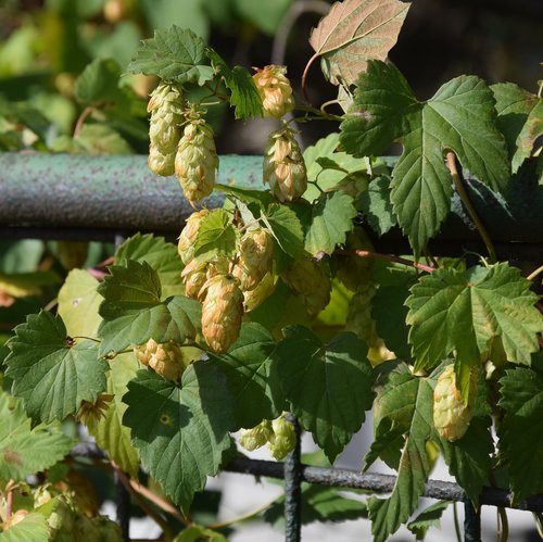 hop  cones  foliage