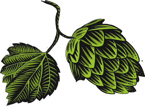 hop  pine cone  green