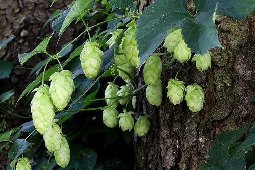 hop cones  plant  hop