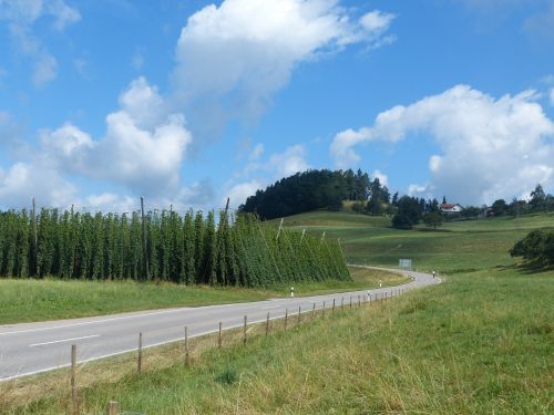 hops clouds summer