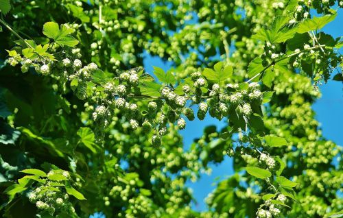 hops hopfendolde beer