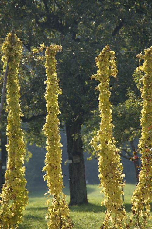 hops climber autumn