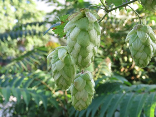 hops  leaf  nature