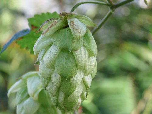 hops  leaf  nature