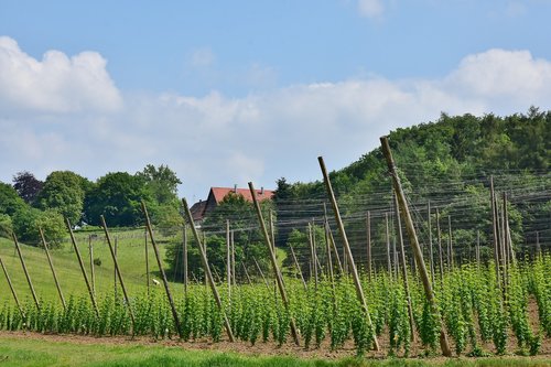 hops  cultivation  wachsbau