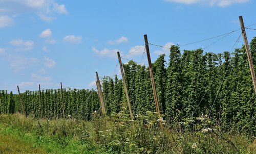 hops  beer  growing area