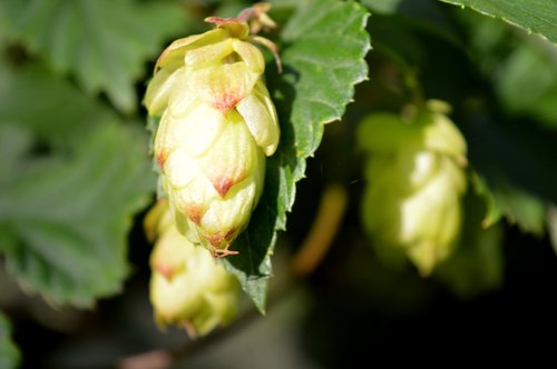 hops  green  close up