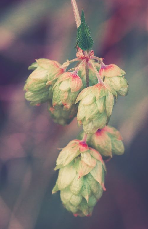 hops wild plant plant