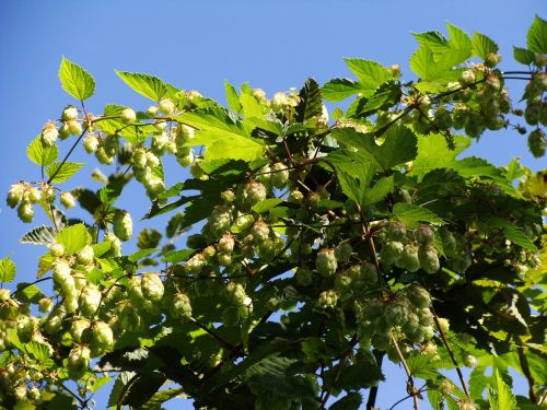 hops wild bush