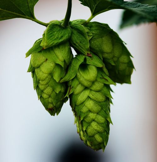 hops buds beer