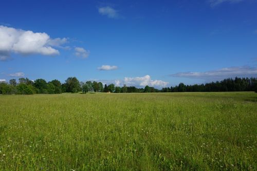 horizon grass landscape