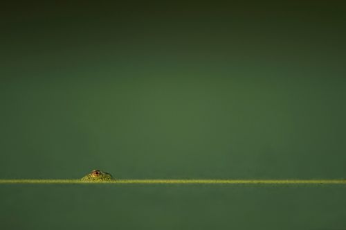 horizon green blur