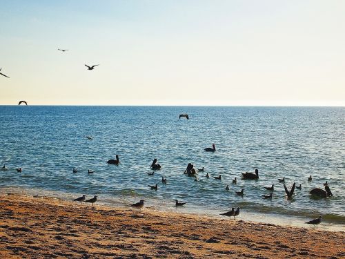 horizon birds ocean
