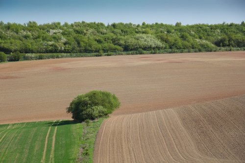 horizontal  nature  tree