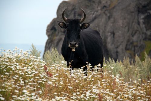 horn black cow