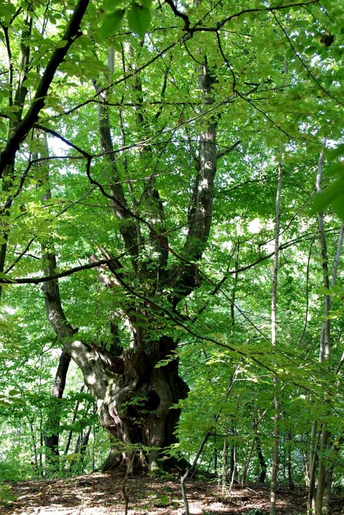 hornbeam tree forest