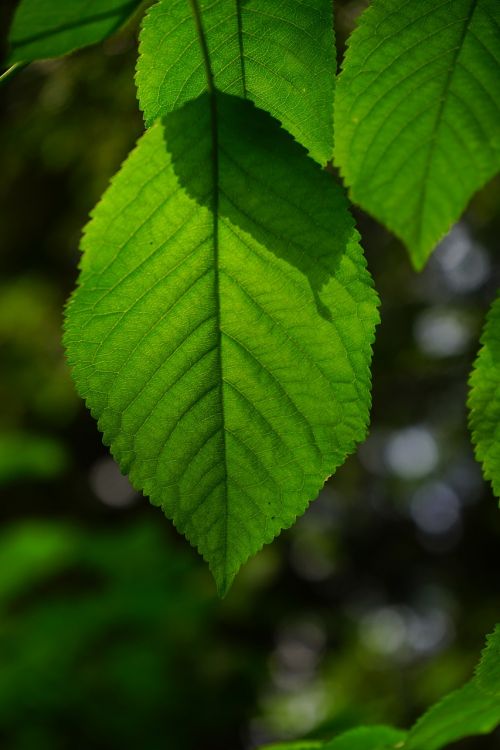 hornbeam leaf leaves