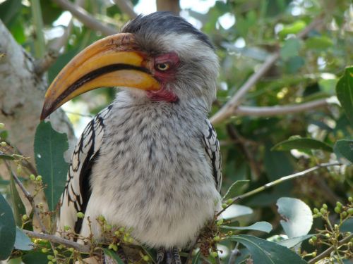 hornbill bird closeup