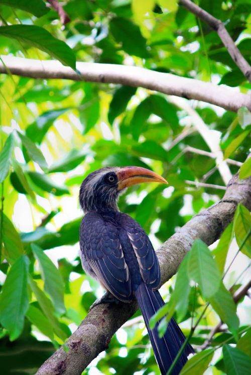 hornbill bird nature