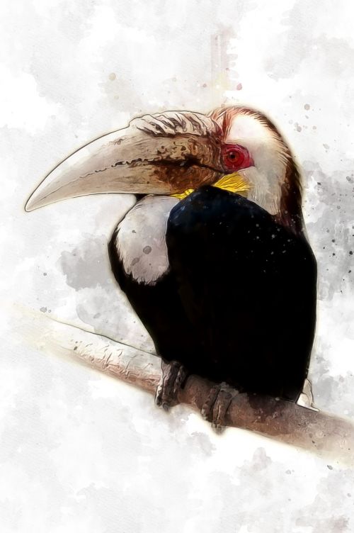 hornbill bird animal