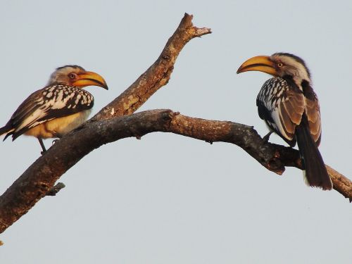 hornbill birds african birds