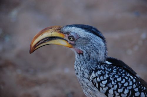 hornbill africa bird