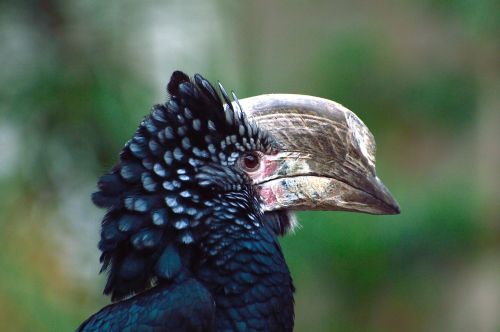 hornbill bird nature