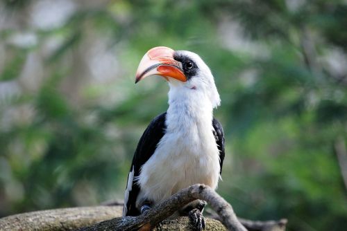hornbill bird tropical