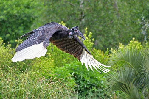 hornbill  bird  fly