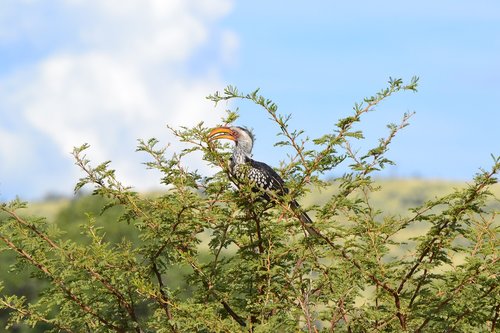 hornbill  bird  tree