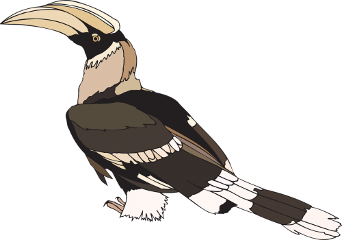 hornbill pied indian