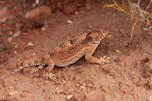 horned lizard  horny toad  lizard