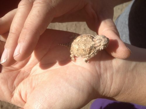 horned toad lizard baby