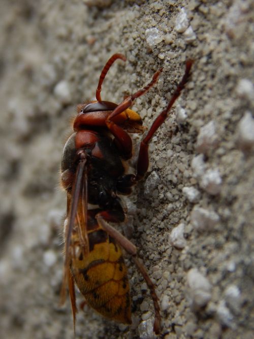 hornet insect close