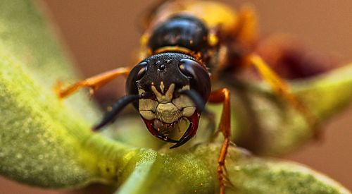 hornet insects macro