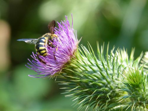 hornet thistle flower beauty