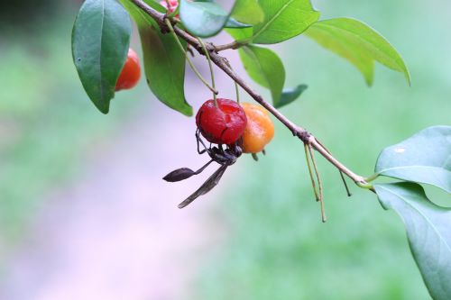 hornet insects fruit