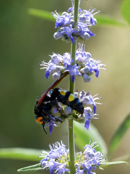 hornet megascolia maculata wild flower