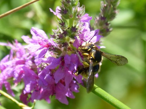 hornet flower libar