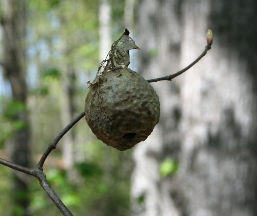hornet nest insect