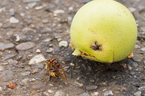 hornet wasp death throes