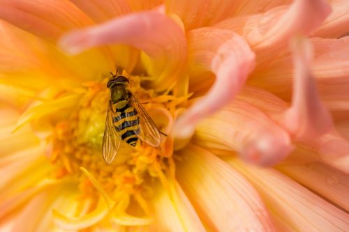 hornet flower macro